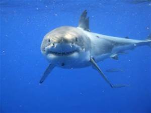 Name:  Great White shark looks like a Box!.jpg
Views: 1205
Size:  5.9 KB